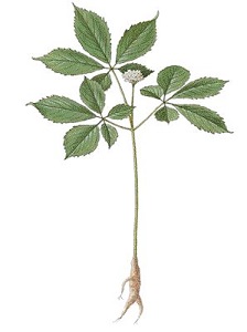 aginseng
