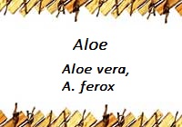 Aloe