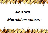 Andorn
