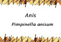 Anis