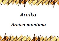 Arnika