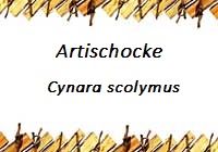 Artischocke