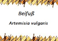 Beifuß