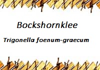 Bockshornklee