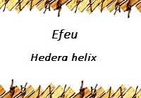 Efeu