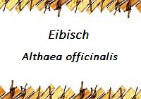 Eibisch
