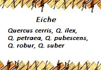 Eiche