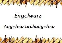 Engelwurz