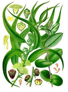 eukalyptus