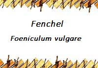 Fenchel