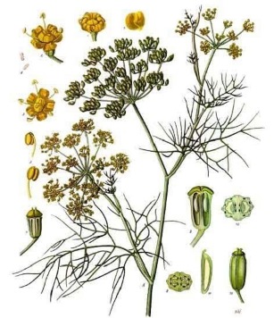 Fenchel