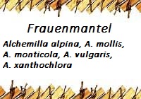 Frauenmantel