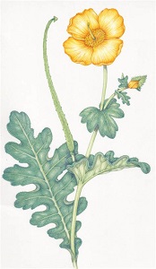ghornmohn