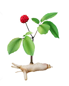 ginseng