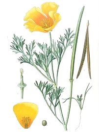 goldmohn