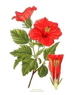 hibiskus