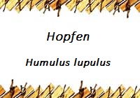 Hopfen