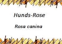 Hundsrose