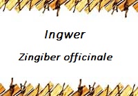 Ingwer