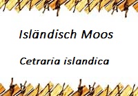 Isländisches Moos