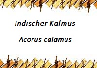 Kalmus