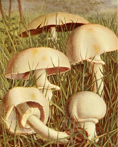 kchampignon