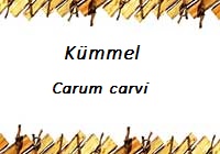 Kümmel