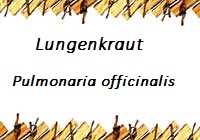 Lungenkraut