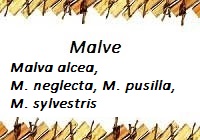 Malve