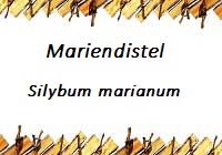 Mariendistel