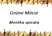 Minze