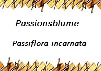 Passionsblume