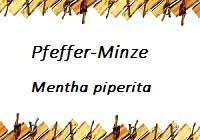 Pfefferminze