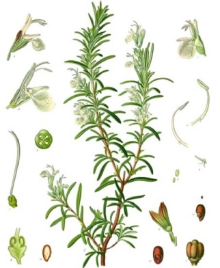 Rosmarin