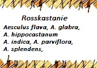 Rosskastanie