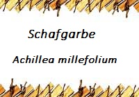 Schafgarbe