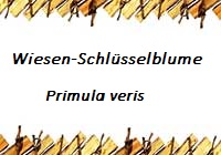 Schluesselblume