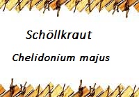 Schöllkraut