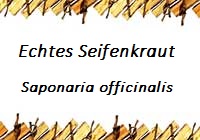 Seifenkraut