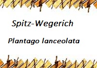 Spitzwegerich
