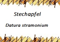 Stechapfel