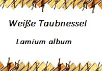 Taubnessel
