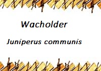 Wacholder