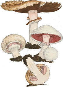 wchampignon